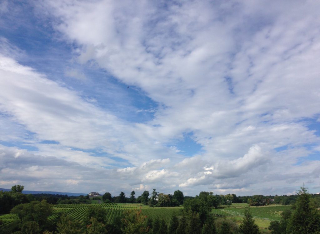 Winery scenery